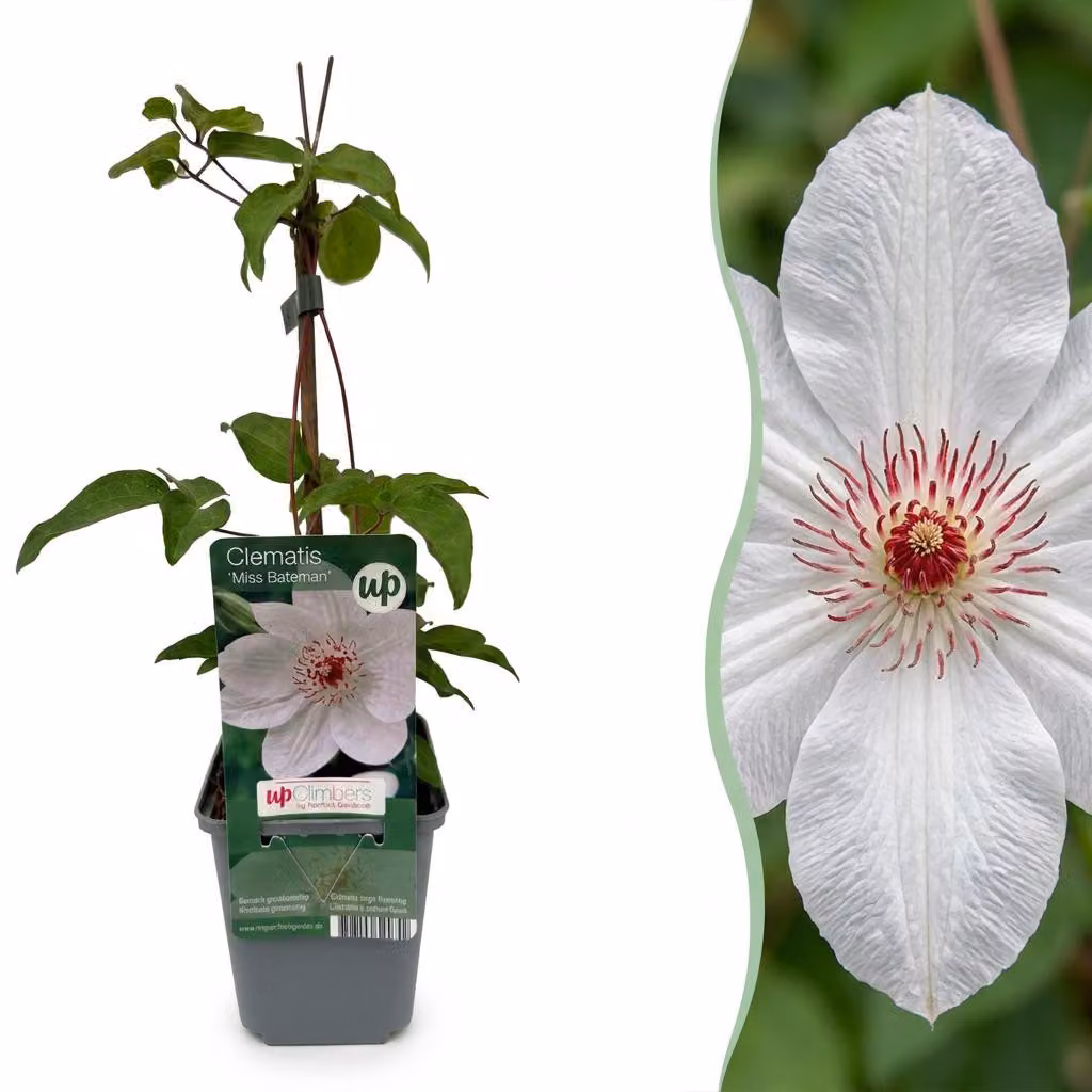 Clematide Miss Bateman - Clematide dei boschi - Bianca - Pianta rampicante | 4 pezzi - 25-35cm - Ø9cm - Pianta da giardino