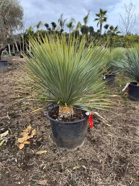 Yucca rostrata Vivaio Garden Forest in vaso, pianta ornamentale verde per interno ed esterno, H: 100 cm, Diametro vaso: 40 cm