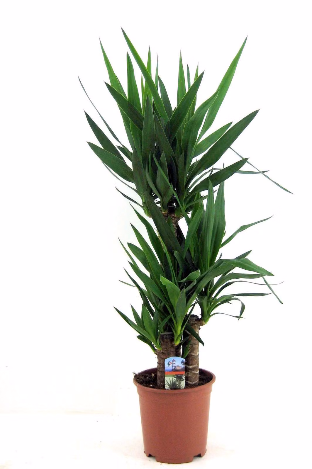 Yucca elephantipes 130-140 cm - Giglio di palma gigante - Palma di yucca - Giglio di palma