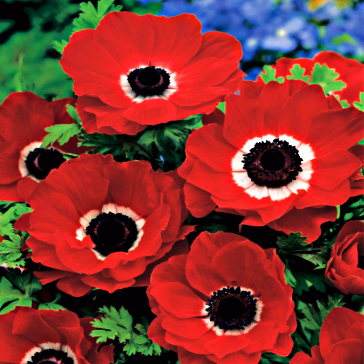 Anemone Hollandia 10 pz Bulbi di anemone