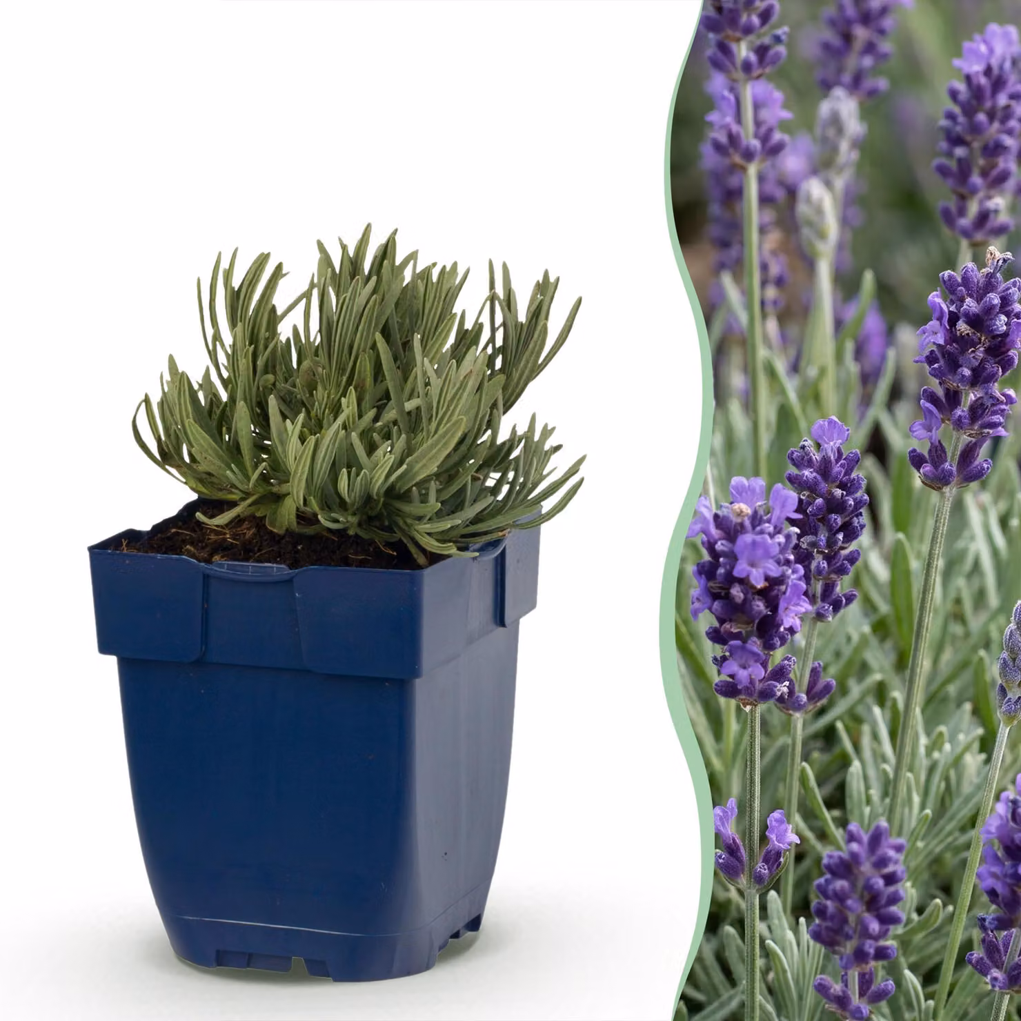 Lavandula ang. Munstead - Lavanda - Profumata - Viola - 12 piante - 15-25cm - Ø11cm - Pianta da giardino