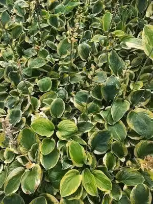 6 x Hosta hybr. 'Carnival' - Hosta - vaso 9 x 9 cm