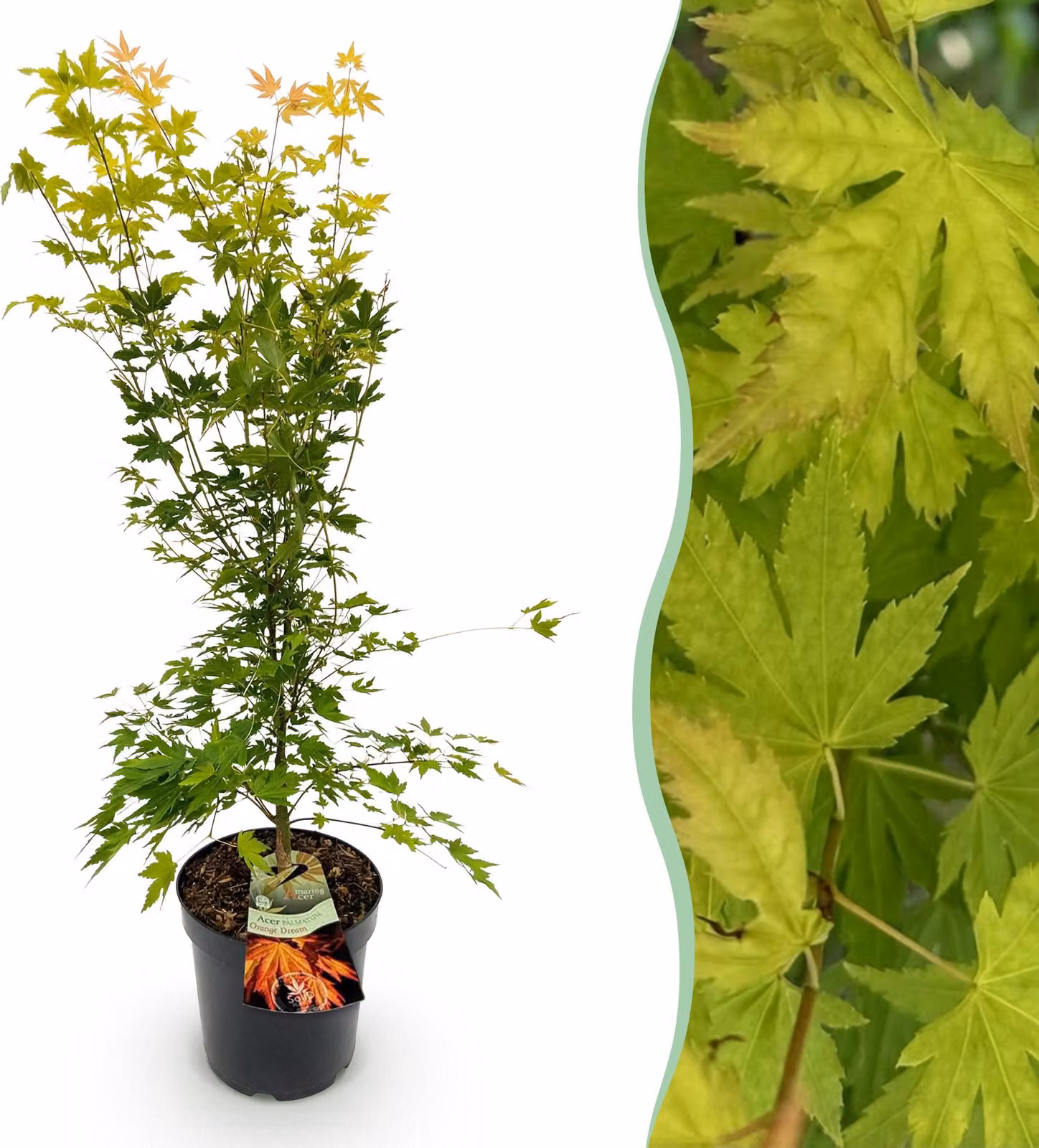 Acer palmatum Orange Dream - Acero giapponese - Deciduo - Arancione - 80-90cm - Ø26cm - Pianta da giardino