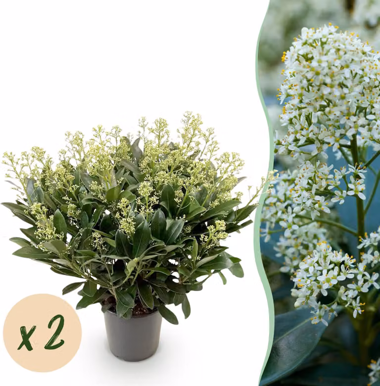 Skimmia japonica Finchy - Fiore bianco - 40+ fiori - 2 piante - rustica - 50-60cm - Ø19cm - Pianta da giardino