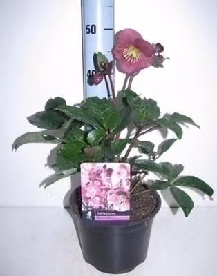6 x Helleborus hybr. 'Anna's Red' - Helleborus - Vaso 9 x 9 cm