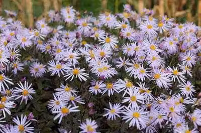 6 x Aster pyrenaeus 'Lutetia' - Astro autunnale - Vaso 9 x 9 cm