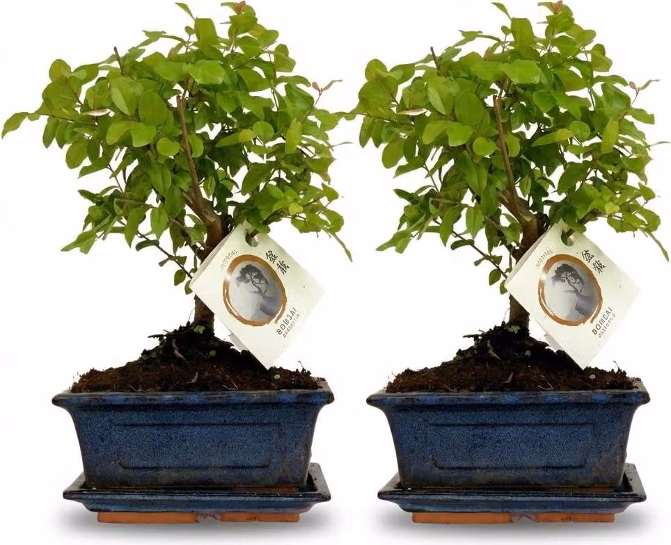 Set di bonsai - 2 piante - Altezza 25-30cm - Chioma sferica - In vaso