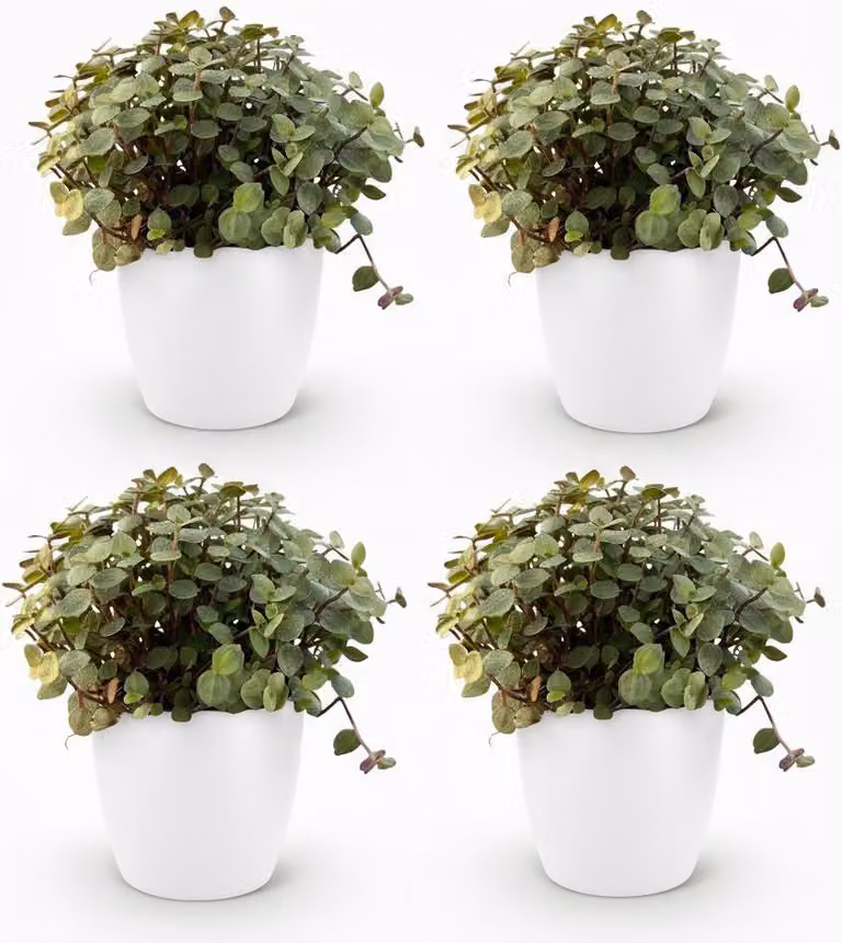 Set di 4 piante Calissia repens con vaso bianco Ø12cm, altezza circa 17-20cm