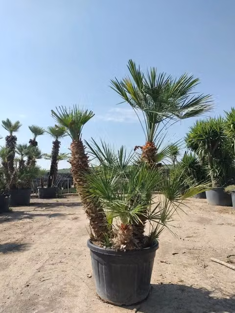 Palma Nana Chamaerops Humilis Vaso 70 cm Tronco 90/110 cm Sempreverde