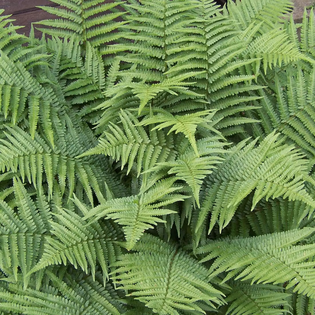 6 piante di felce (Dryopteris filix-mas), in vaso da 9x9 cm