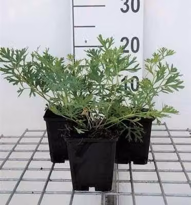 6 x Pulsatilla vulgaris - pastinaca bovina - vaso 9 x 9 cm
