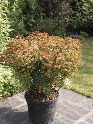 6 x Euphorbia hybr. 'Red Wing'® ('charam'®) - euforbia - vaso 9 x 9 cm