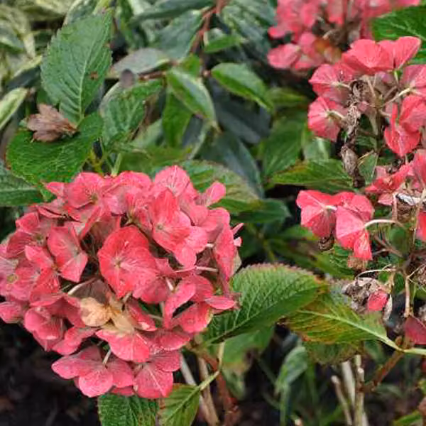 2 ortensie - *Hydrangea macrophylla* 'Alpengluhen' | 25-30 cm in vaso