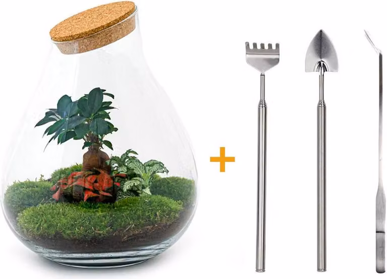 Terrario fai da te - Drop Xl Bonsai -↕ 37 Cm