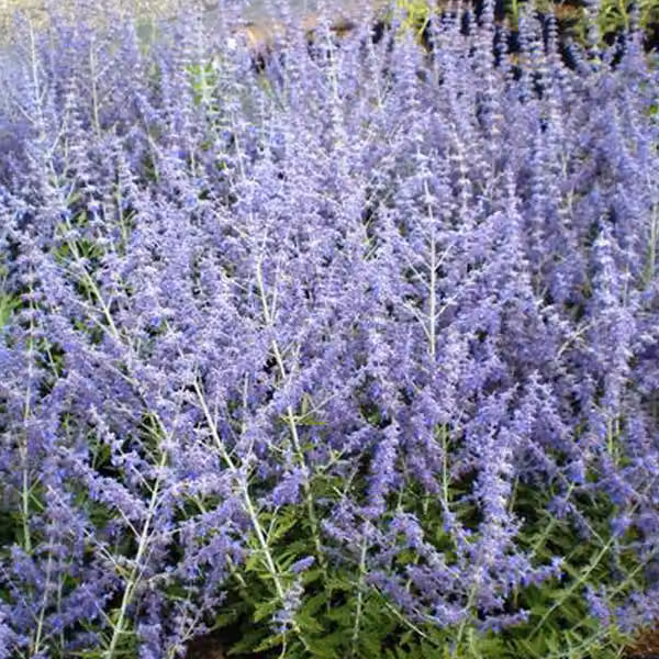 Blauraute - Perovskia 'Blue Spire' | 50-60 cm in vaso