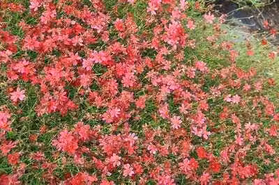 6 x Coreopsis hybr. 'Limerock Ruby' - occhio di ragazza - vaso 9 x 9 cm