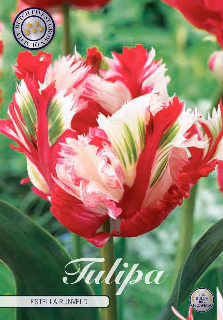 Tulipano Estella Rijnveld (7 bulbi) | Bulbi di tulipano di Sam van Schooten