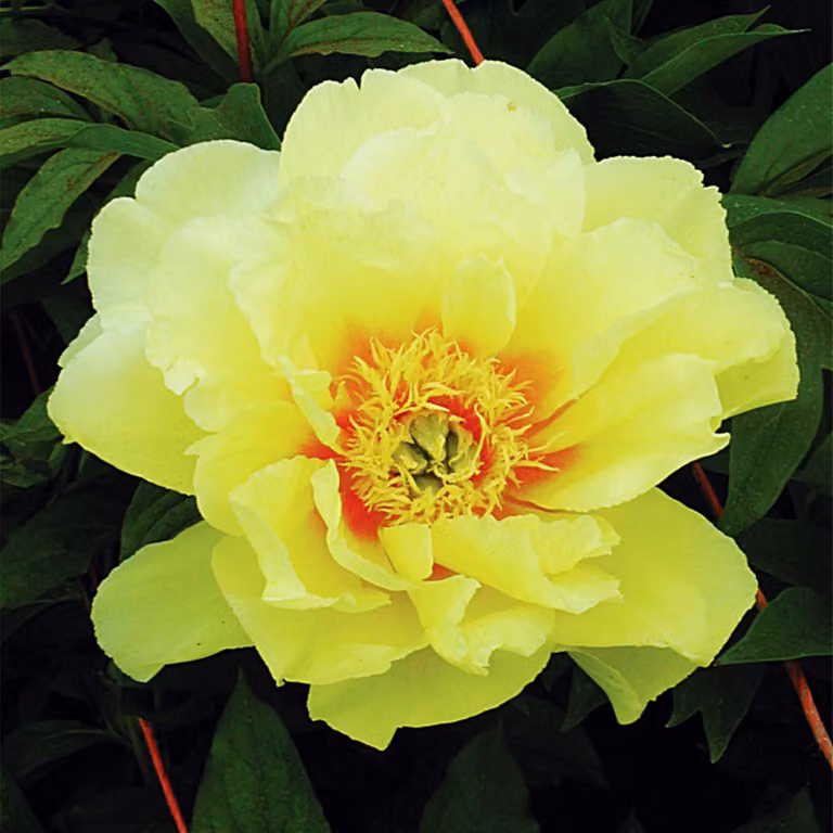 Paeonia Peonia piantina Itoh Bartzella 1 pz Peonie piantine Profumate