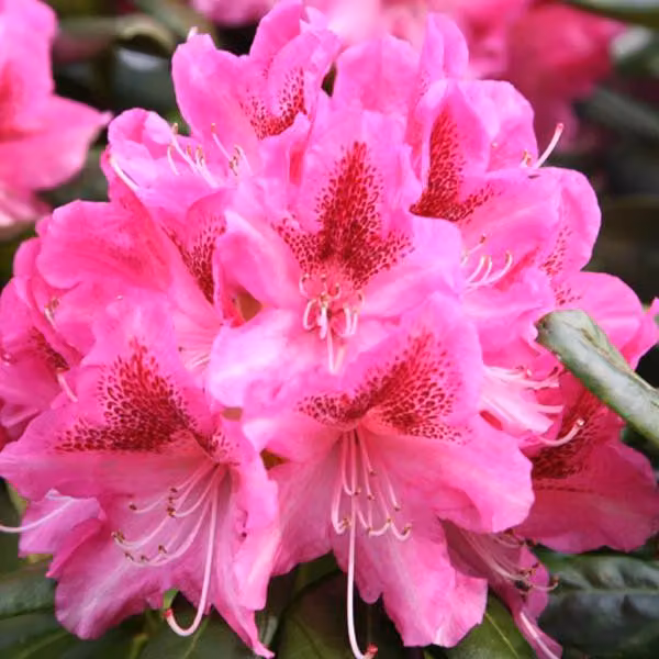 Rhododendron 'Cosmopolitan' | 60-80 cm, in vaso