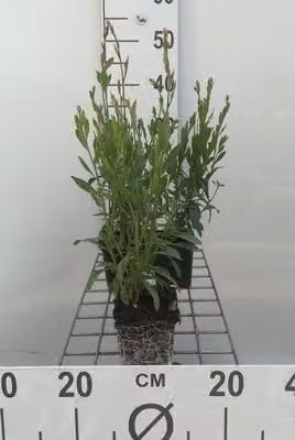 6 x Gaura lindh. 'Whirling Butterflies' (oenothera li) - Gaura - vaso 9 x 9 cm