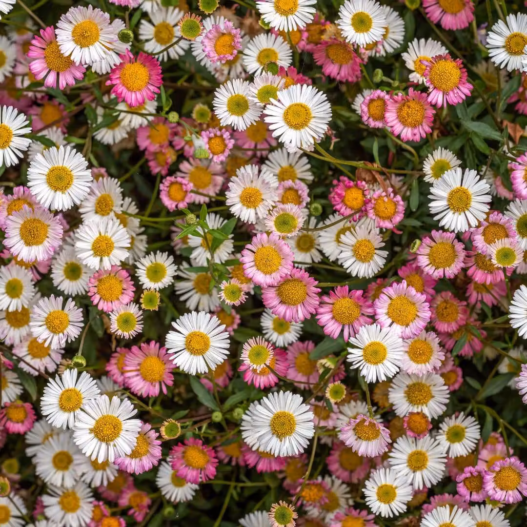 Margherita Erigeron karvinskianus - 6 piante - 10-25cm - Ø9cm - Piantagelaia