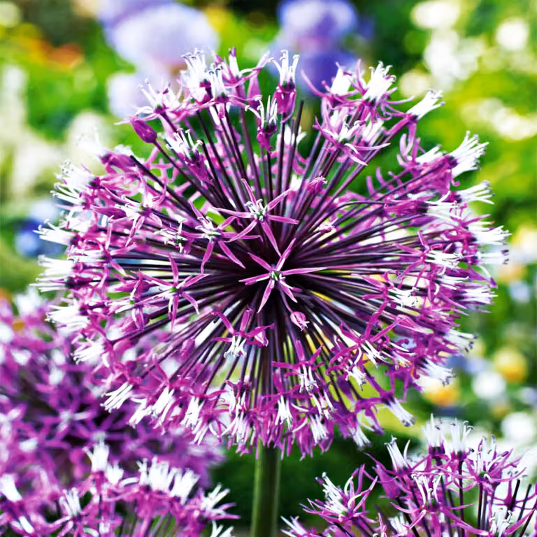 Bulbi da fiore Bulbi Porro ornamentale Allium Akbulak 3 pz.