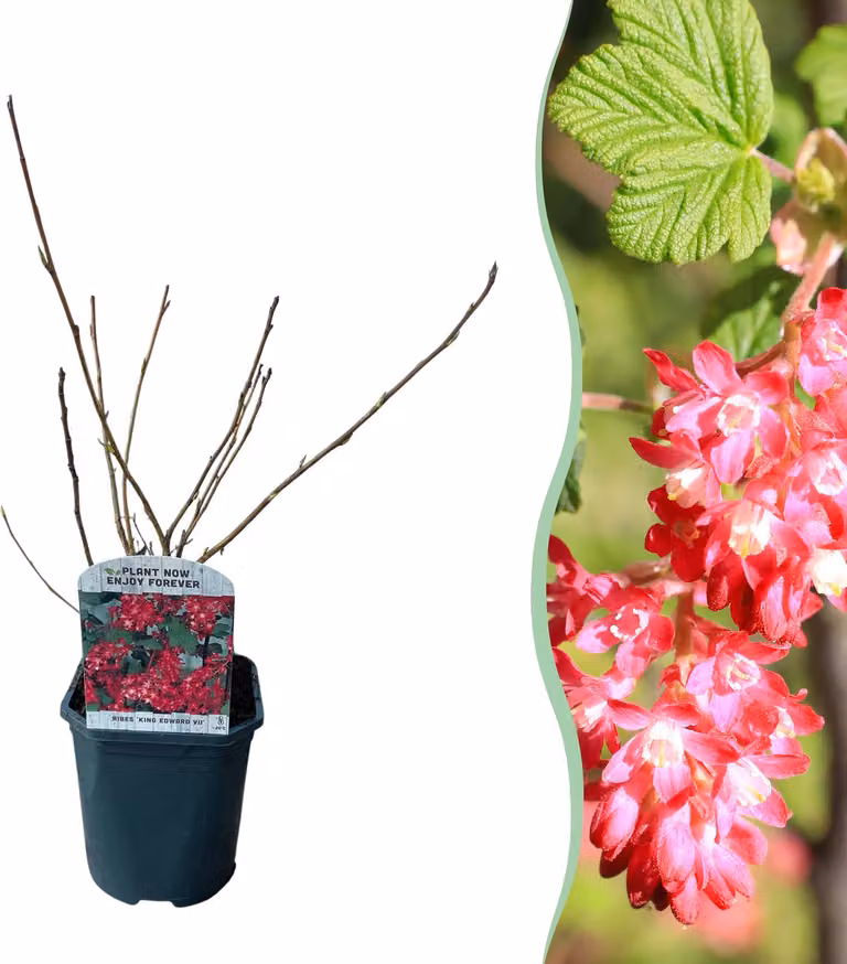 Arbusti - Ribes sanguineum Kind Edward - Fiore rosso - 1 pianta - Deciduo - Bassa manutenzione - 35-45cm - Ø18cm - Pianta da giardino
