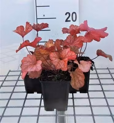 6 x Heuchera hybr. 'Paprika' - Campanula viola - vaso 9 x 9 cm