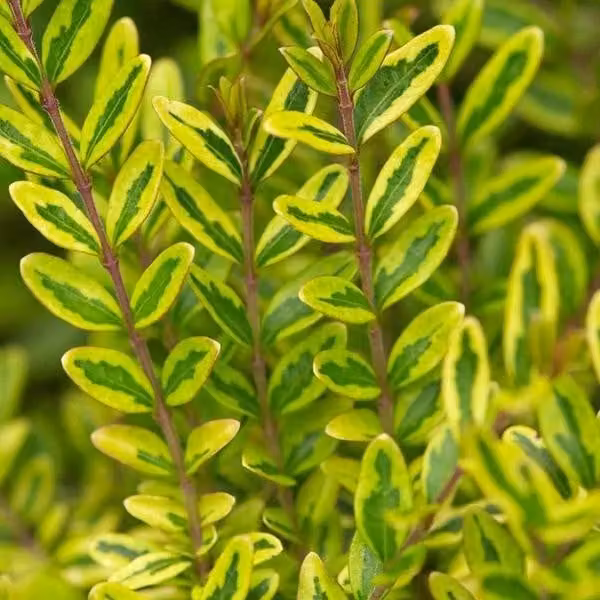 2 piante di *Lonicera nitida* "Lemon Beauty", adatte come siepe, in vaso, altezza 25-30 cm