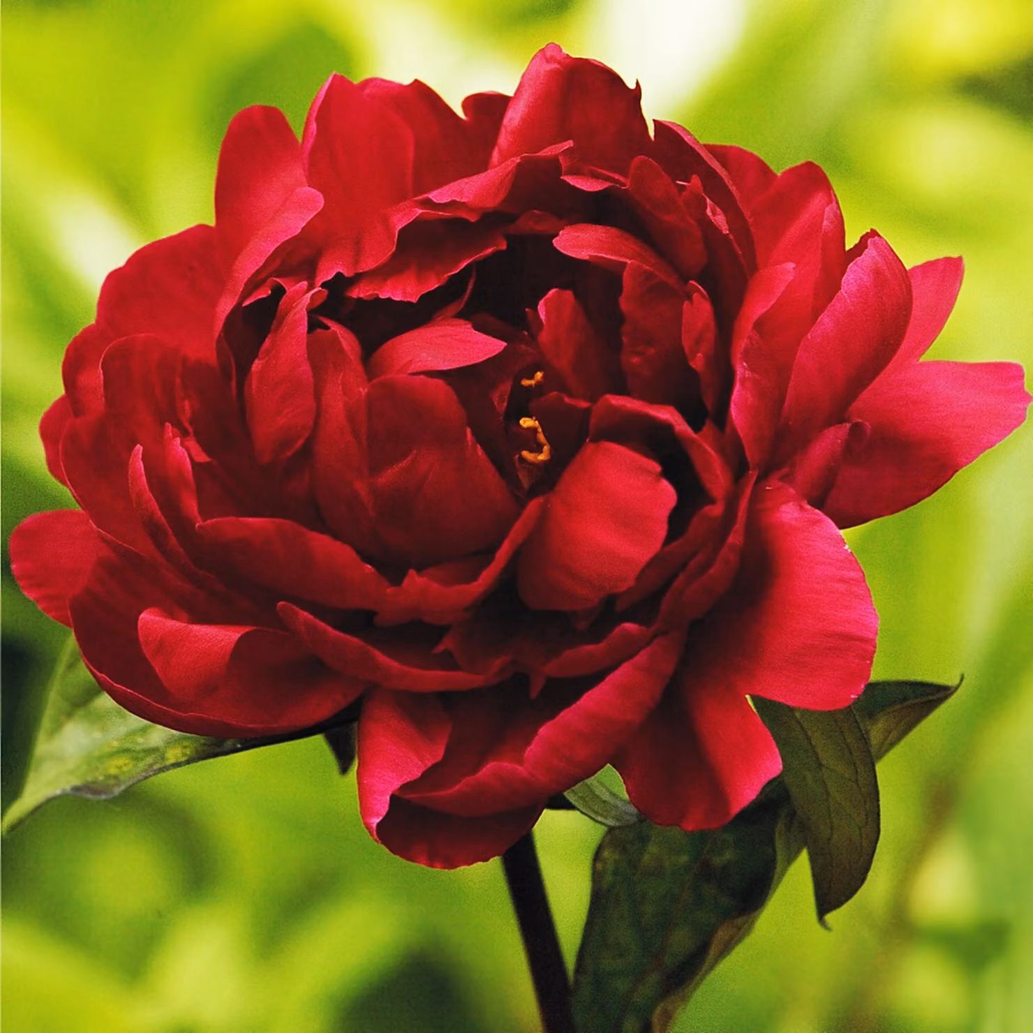 Paeonia Peonia piantina Madame Gaudichau 1 pz Peonie piantine Profumate