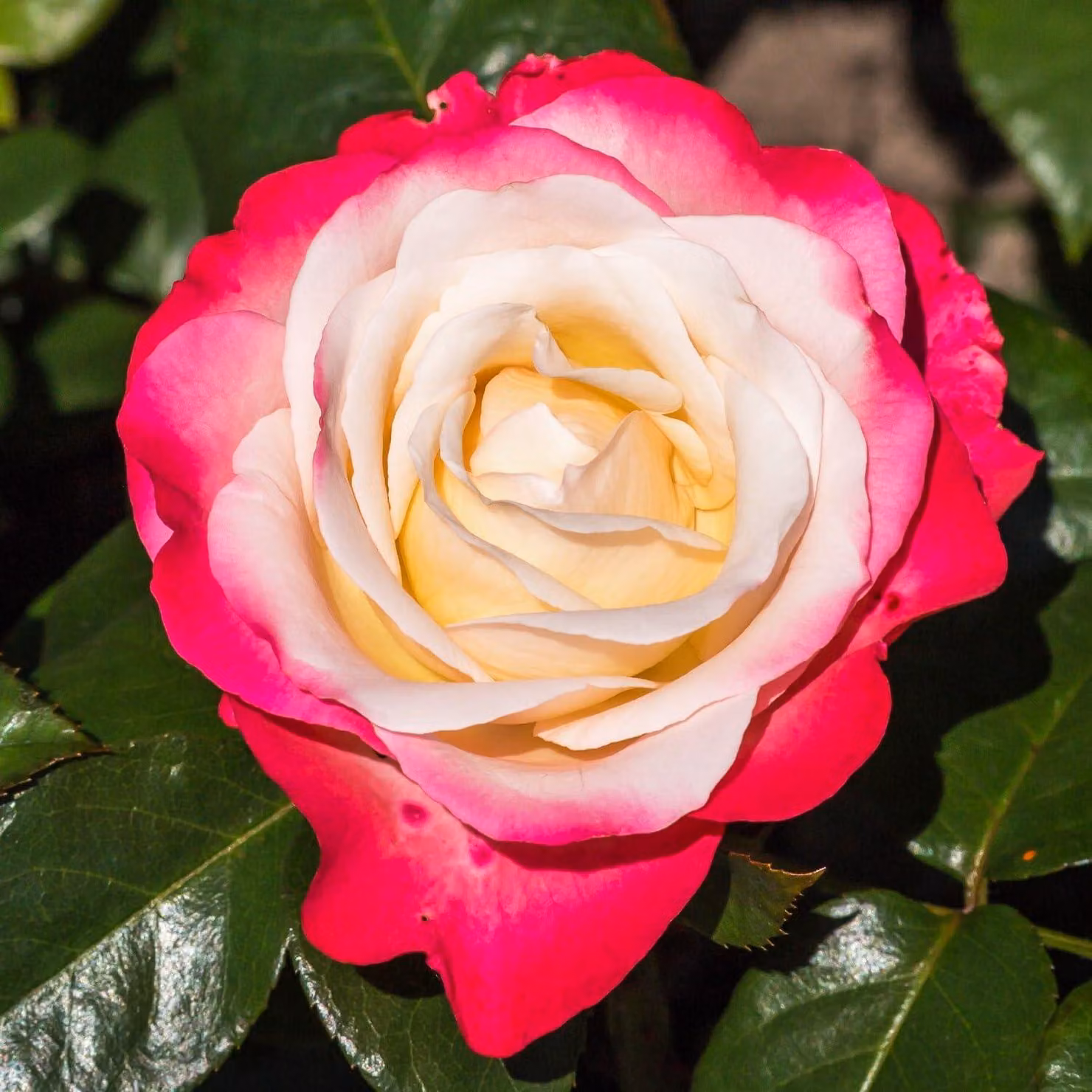 Rosen Kollektion - 3 piante - Perenni resistenti al freddo - Vere rose profumate provenienti dall'Olanda - ideali per giardini e aiuole (senza semi, non artificiali)