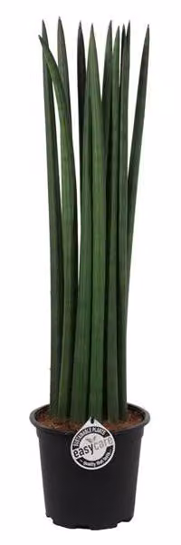 Sansevieria Cylindrica Straight circa 30 cm Bow hemp Lingua di suocera migliore aria interna