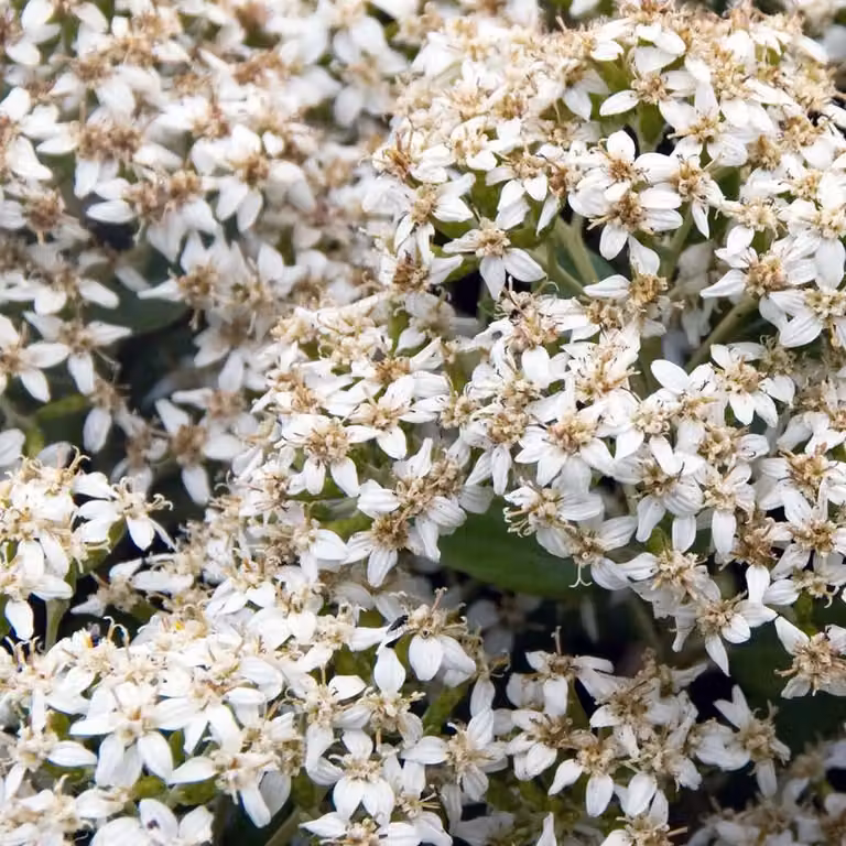 2 piante di *Olearia haastii*, alte 30-40 cm, in vaso