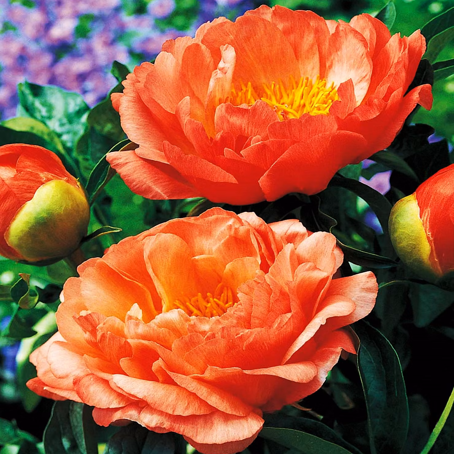 Paeonia Peonia piantina Coral Sunset 1 pz Peonie piantine Profumate
