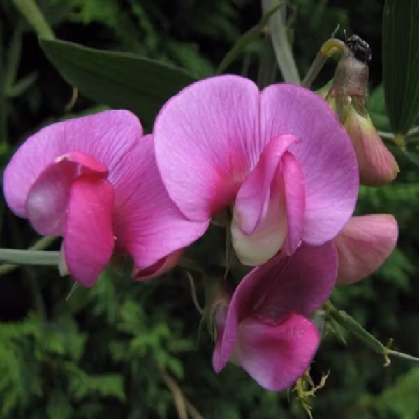6 piante di Lathyrus latifolius 'Red Pearl' (Fagiolo rampicante 'Red Pearl') | Vaso da 9x9 cm