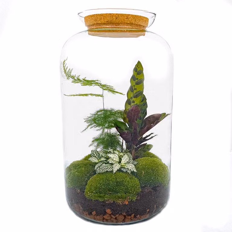 Terrario fai da te - Sven Xl botanico - ↕ 43 cm
