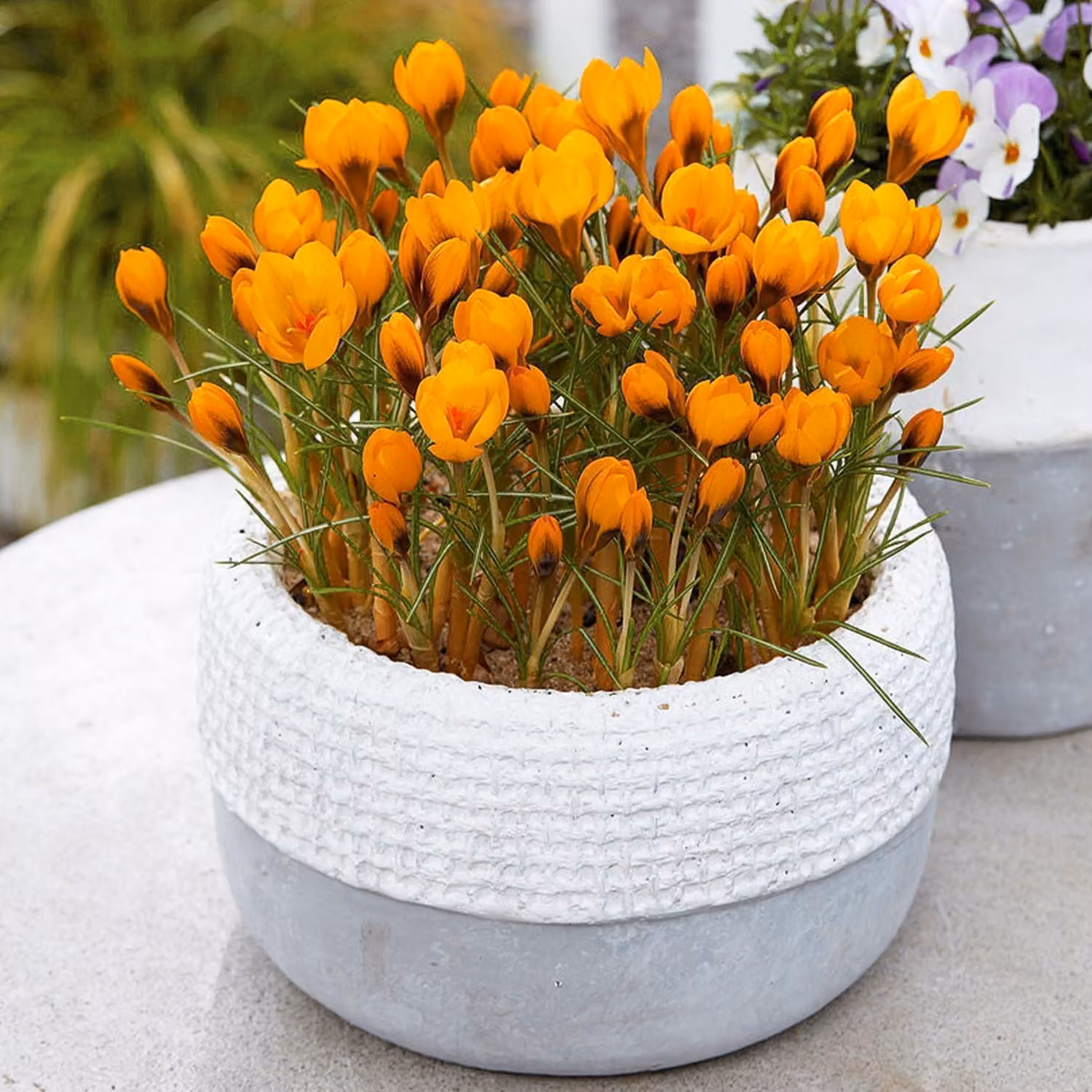Bulbi di croco botanico, resistenti al freddo, perenni - varietà "Orange Monarch" - 50 bulbi di fiori esclusivi - piante vere provenienti dall'Olanda - adatti per giardino e vaso (non semi, non artificiali)
