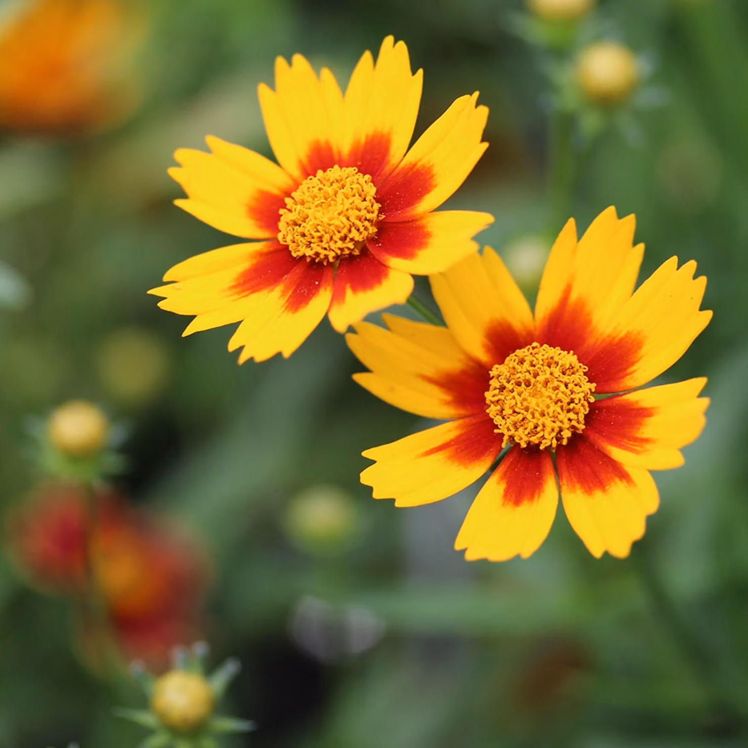 6 piantine di Coreopsis 'Little Bang' (varietà 'Daybreak') | Vaso da 9x9 cm