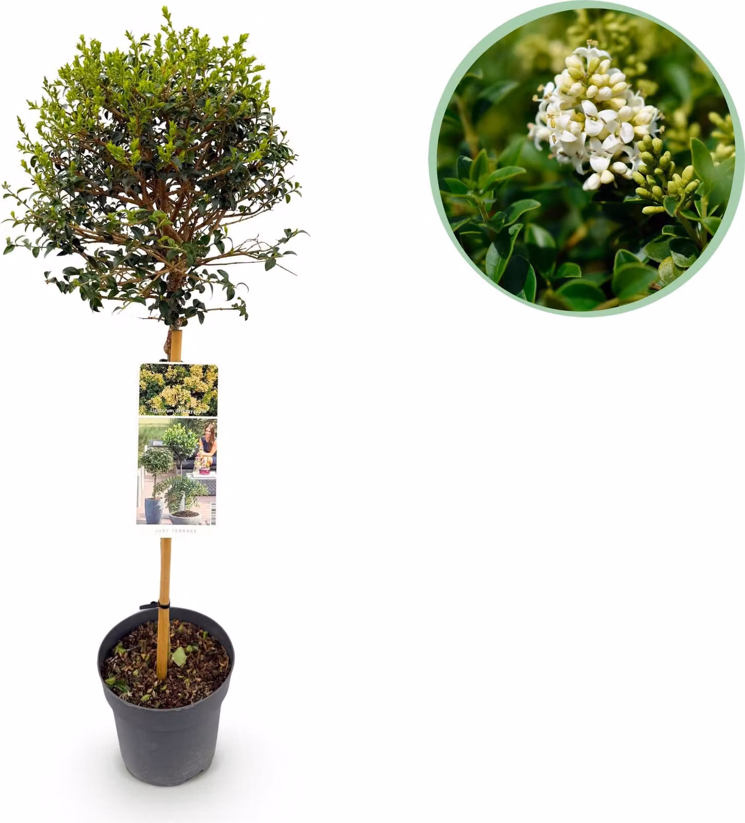 Ligustrum delavayanum - Pianta da appartamento - Pianta da terrazzo - Sempreverde - Bassa manutenzione - 80-90cm - Ø19cm - Pianta da giardino