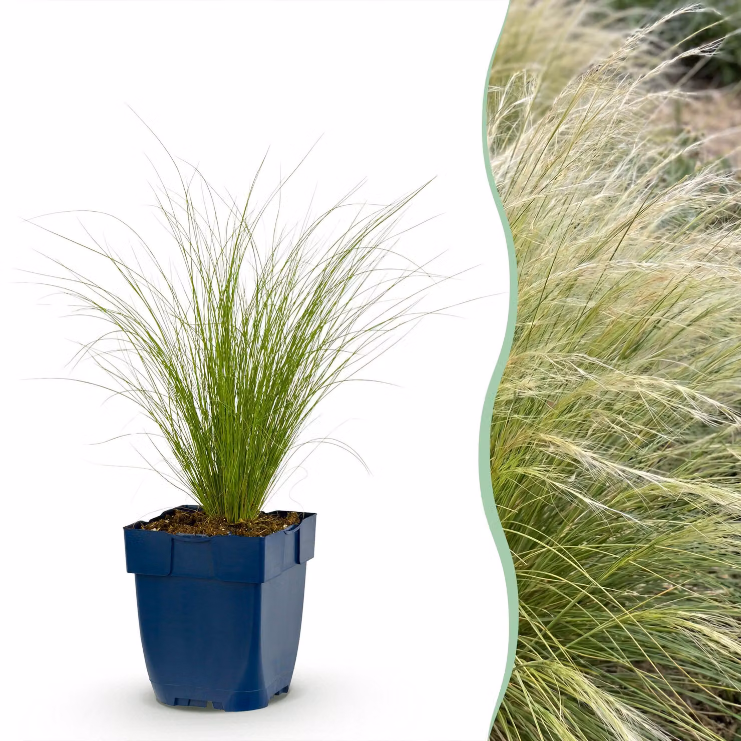 Stipa tenuissima Ponytails - Erba piumata - A foglia perenne - Verde - 6 piante - 15-25cm - Ø11cm - Pianta da giardino