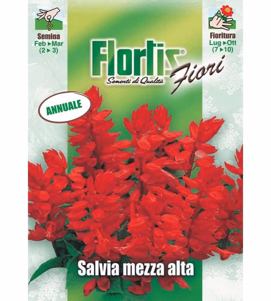 Salvia - Pianta annuale ornamentale fiori rosso scarlatto altezza 40-50 cm