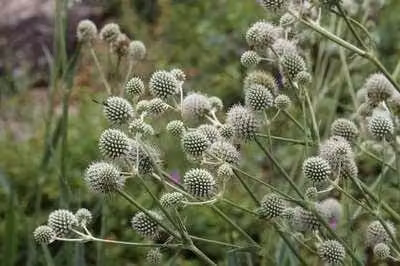6 x Eryngium yuccifolium - lettiera per uomini - vaso 9 x 9 cm