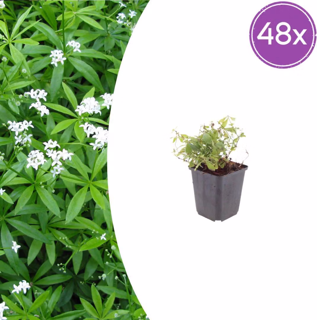 Galium odoratum | 48 pezzi - 10-25cm - Ø9cm - Pianta da giardino
