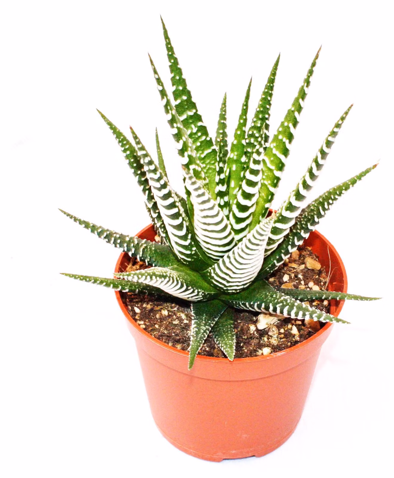 Haworthia fasciata "Big Band" - pianta di medie dimensioni in vaso da 8,5 cm