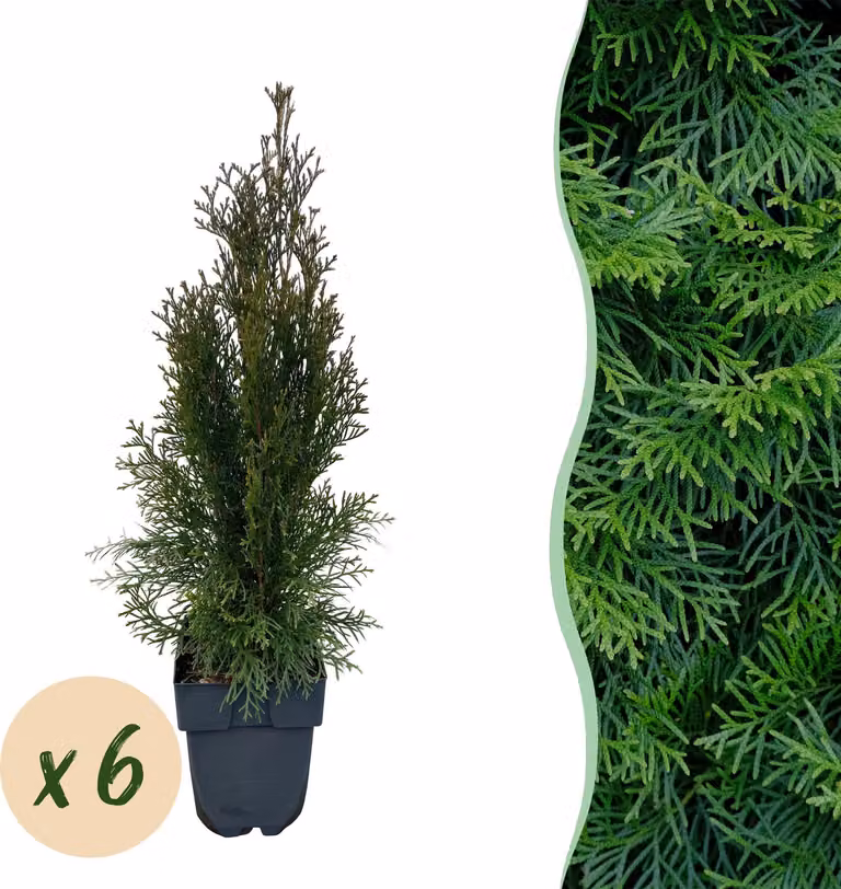 Piante da siepe - Thuja occidentalis Emerald - foglia verde - 6 piante - 1 metro lineare - sempreverde - 50-60cm - Ø18cm - Pianta da giardino