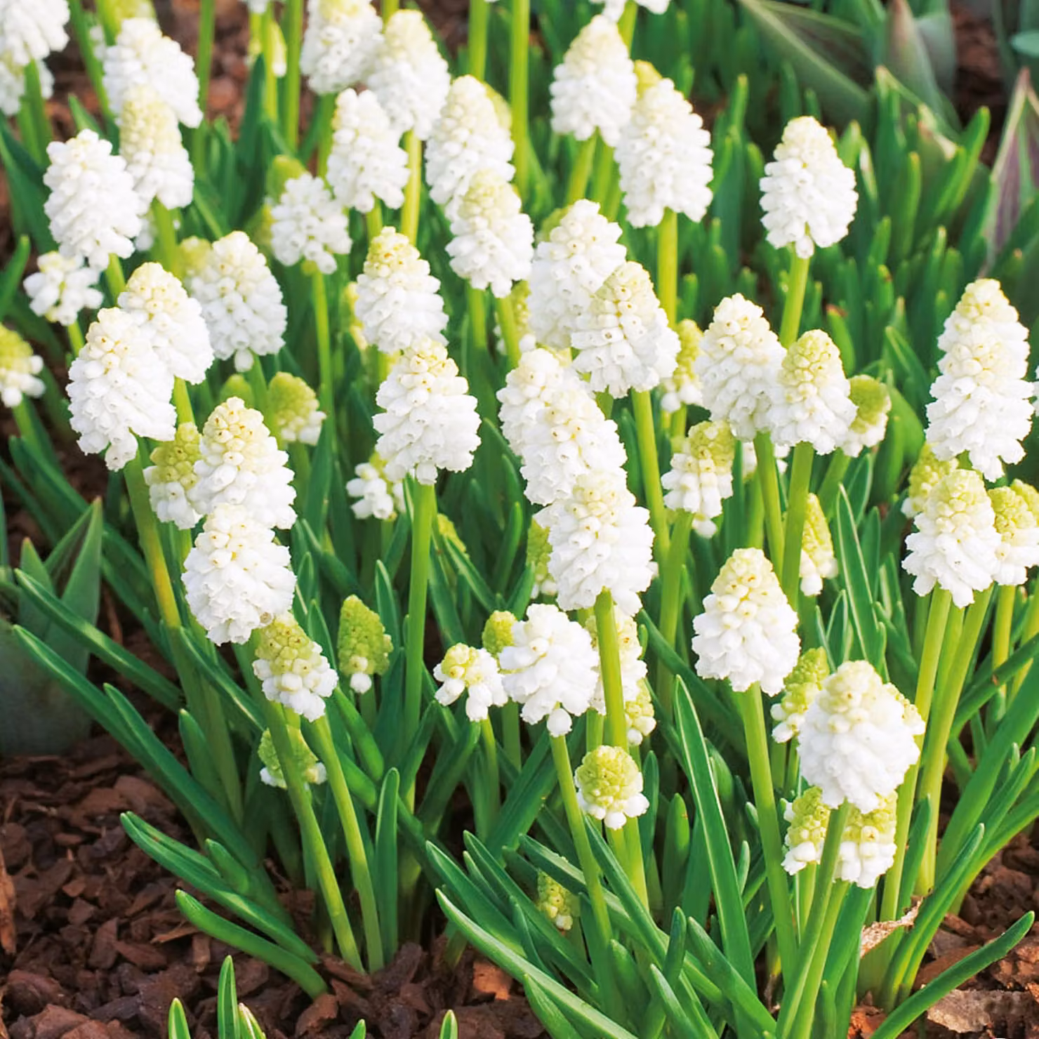 Bulbi di fiori di Muscari Bulbi di fiori di giacinto d'uva Magia bianca 10 pz.