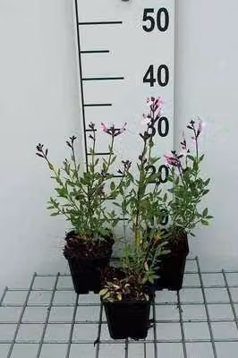 6 x Salvia greggii 'Joy' - Muschio a stella - vaso 9 x 9 cm