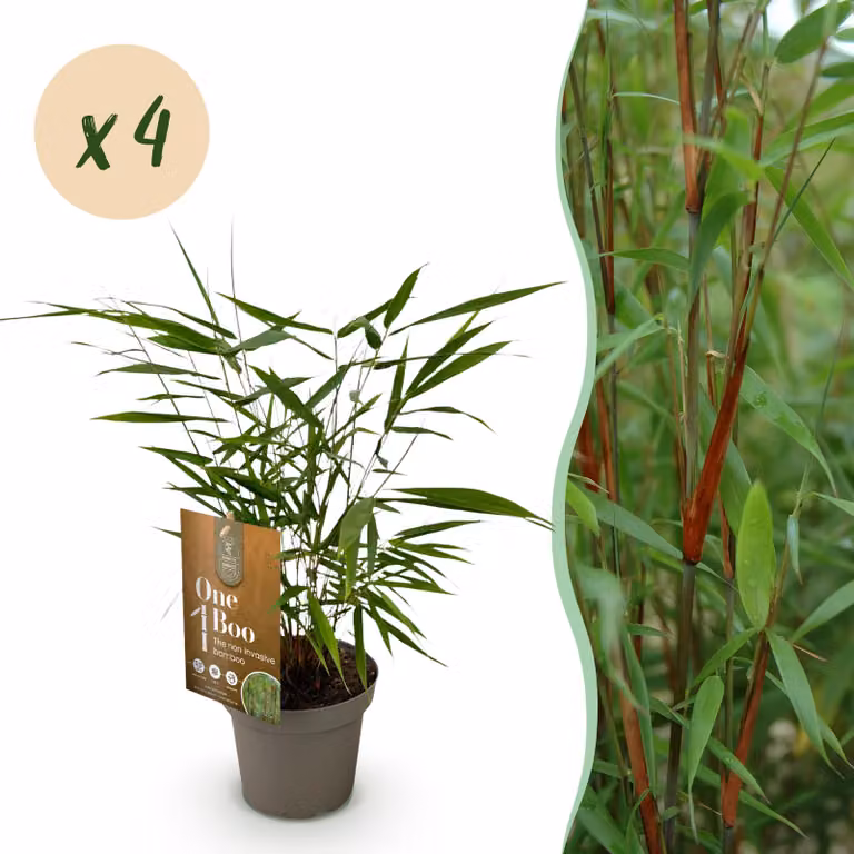 Erbe - Fargesia Asian Wonder - Bambù non ricrescente - Sempreverde - 4 piante - 25-35cm - Ø14cm - Pianta da giardino