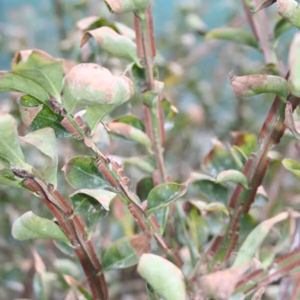 Euonymus alatus (arbusto con foglie coriacee e bordi ondulati) | 60-80 cm in vaso