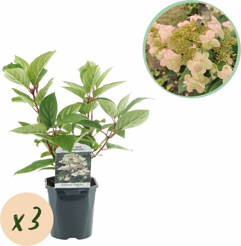 Ortensia a pannocchia - Hydrangea panniculata Wims Red - Fiori bianchi e rossi